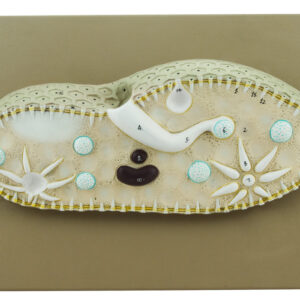 EISCO Paramecium Model