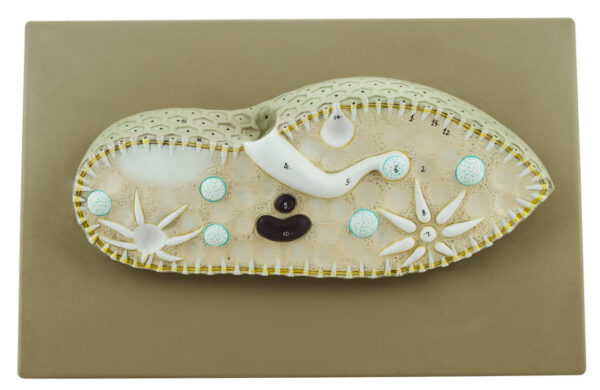 EISCO Paramecium Model