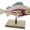 Eisco Labs Fish Dissection Model (Perch); fish 19.5 inches long