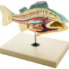 Model Fish Dissection - Perch Small