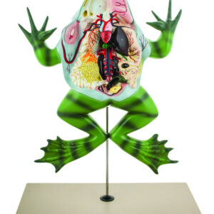 Eisco Labs Frog Dissection model ( Bull Frog ) on Stand