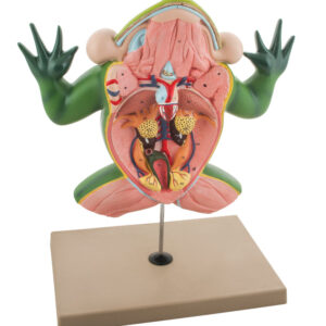 Jumbo 3D Frog Dissection Model w/ Keycard - Eisco Labs