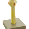 Eisco Labs Model Pork Tapeworm Head