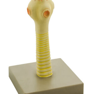 Eisco Labs Model Pork Tapeworm Head