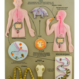 Model L.H. Pork Tapeworm