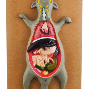 Eisco Labs Male Rat / Mouse Dissection Anatomical Model 24" x 12 Base