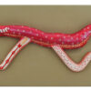 Model Bilharzia Male & Female