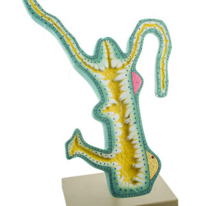Model Hydra on Stand