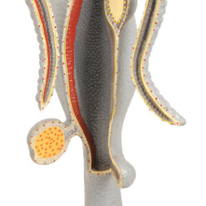 Model Hydra