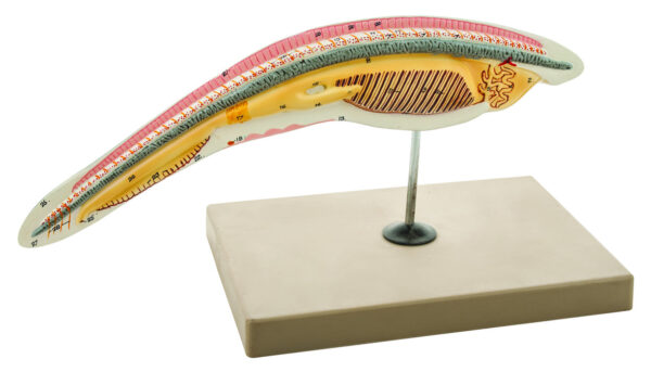 Model Amphioxus