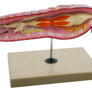 Model Locust