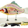 Model Carp Fish - 4 Parts
