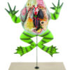 Eisco Labs Frog Dissection Model with open back (Bull Frog); on stand