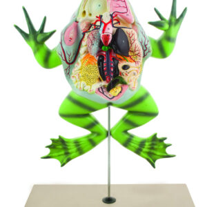 Eisco Labs Frog Dissection Model with open back (Bull Frog); on stand