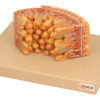 Model Fresh Water Pulp