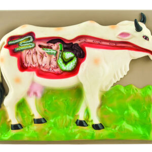 Eisco Labs Cow Digestive System Model