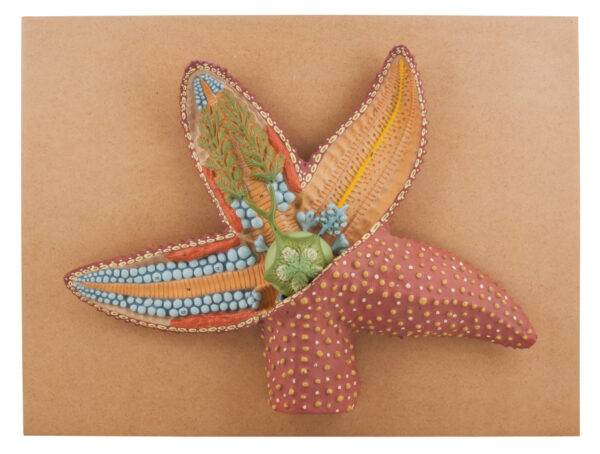 Model Star Fish L.S.
