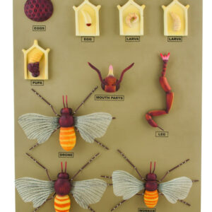 Model L.H. of Honey Bee