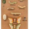 Model L.H. of Silkworm