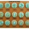 Eisco Labs Types of Bacteria Model - 21 different Models Mounted on Board