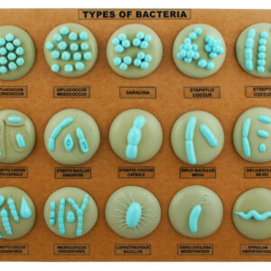Eisco Labs Types of Bacteria Model - 21 different Models Mounted on Board