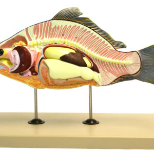 Model Fish (Carp) 16" Long - Removable Air Bladder Intestine Stomach