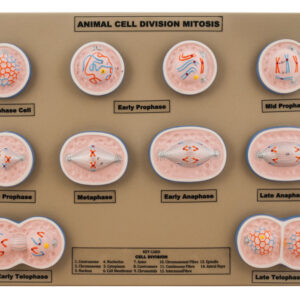 Model Animal Cell Division Mitosis - Mini