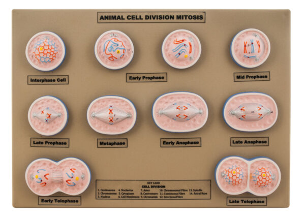 Model Animal Cell Division Mitosis - Mini