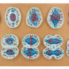 Meiosis Set of 10