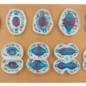 Meiosis Set of 10