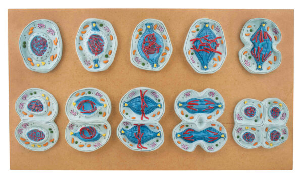 Meiosis Set of 10