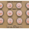 Model Animal Cell Division Meiosis - Mini