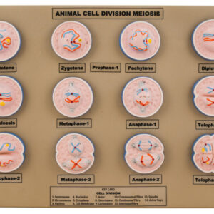 Model Animal Cell Division Meiosis - Mini