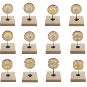 Model Animal Cell Division Meiosis - Set of 12