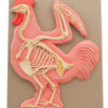 Hen Skeleton