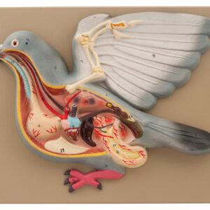 Pigeon with Open Feathers