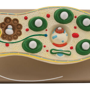 Euglena