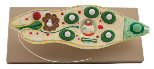 Euglena