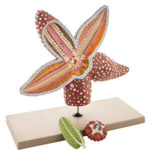 Star Fish 3D - 3 Parts