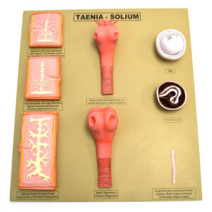 Tapeworm / Taenia - Solium model