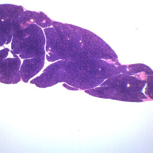 Pancreas Tissue Section - Prepared Microscope Slide - 75x25mm