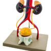 Eisco Life-Size Human Male Urinary System Model 5 Parts