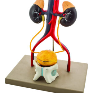 Eisco Life-Size Human Male Urinary System Model 5 Parts