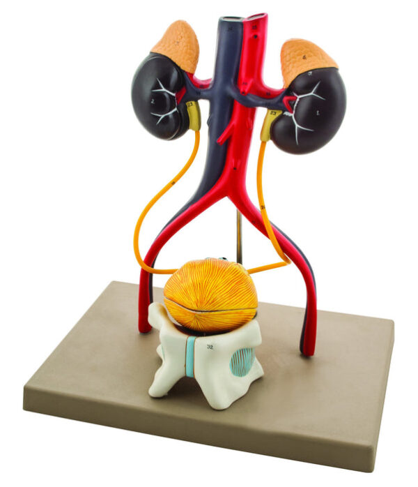 Eisco Life-Size Human Male Urinary System Model 5 Parts