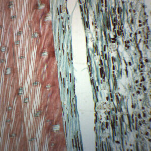 Pine Xylem & Tracheid's - Prepared Microscope Slide - 75x25mm