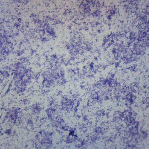 Bacteria Spores Smear - Prepared Microscope Slide - 75x25mm