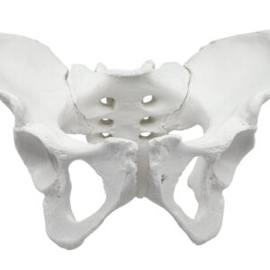 Female Pelvis Model Human - Life Size 3D Rendering
