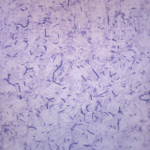 Bacillus Subtilis, Gram Positive - Prepared Microscope Slide - 75x25mm
