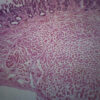 Frog Tongue - Cross Section - Prepared Microscope Slide - 75x25mm