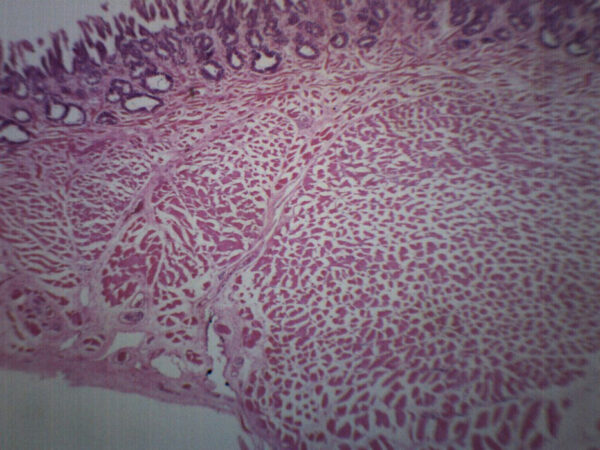 Frog Tongue - Cross Section - Prepared Microscope Slide - 75x25mm